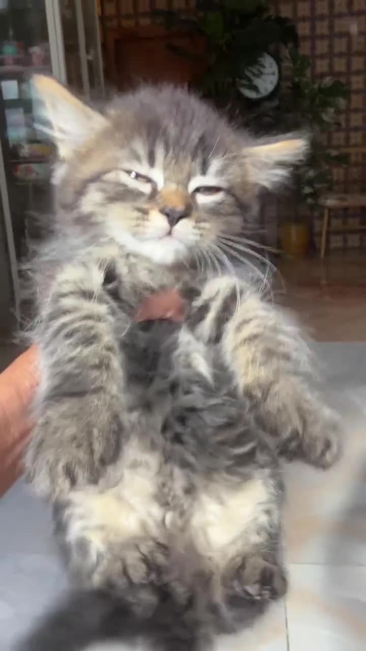 British Shorthair cats for sale: Stunning British Shorthair Kittens Ready Now! - Video 4