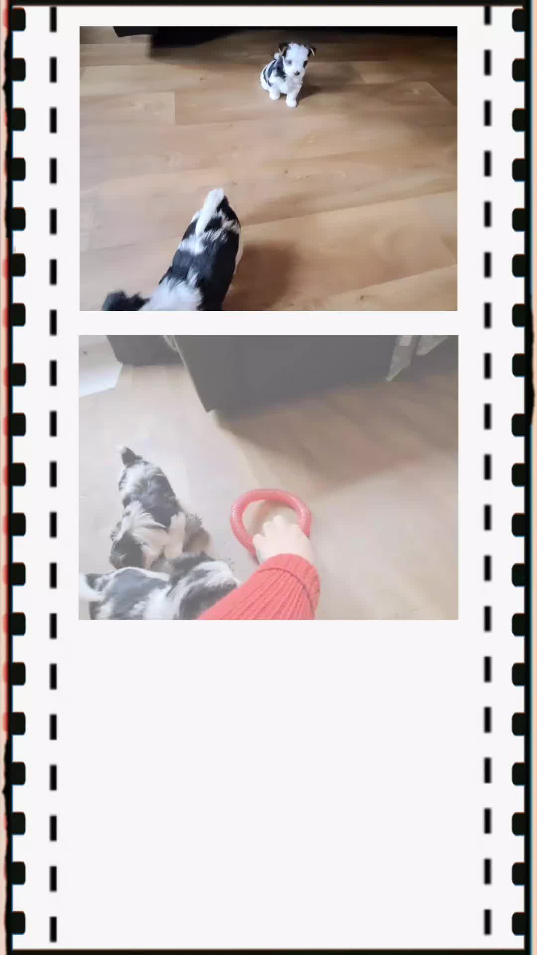 Biewer Terrier dogs for sale: Last Beautiful Biewer Boy left❤️ - Video 1