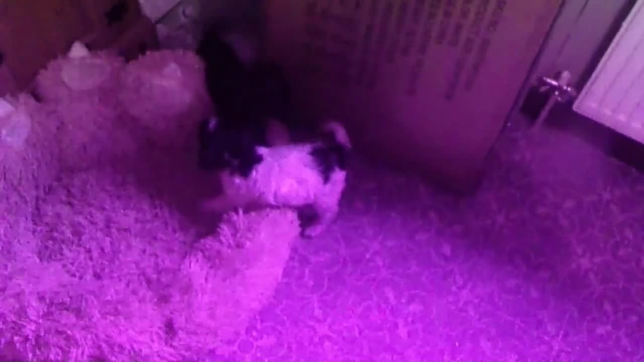 Cockapoo dogs for sale:  Cockapoo puppies 1 boy 3 girls £650 - Video 3