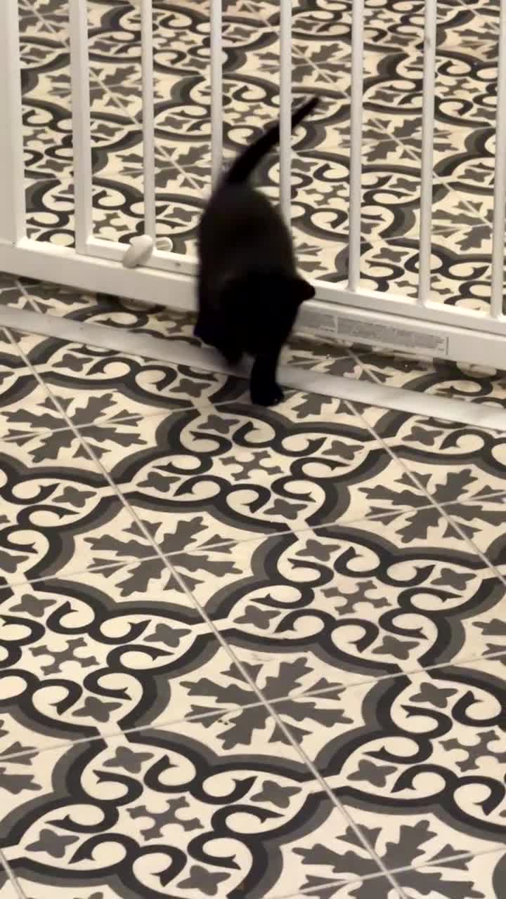Mixed Breed cats for sale: Beautiful  kittens  - Video 1