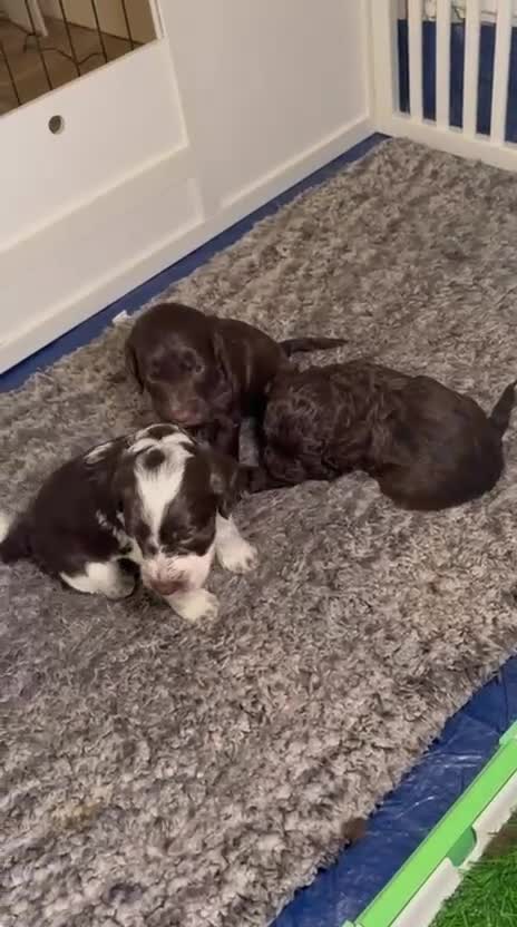 Cockapoo dogs for sale: Ready to leave Minature F1 PRA clear cockapoo pups - Video 2