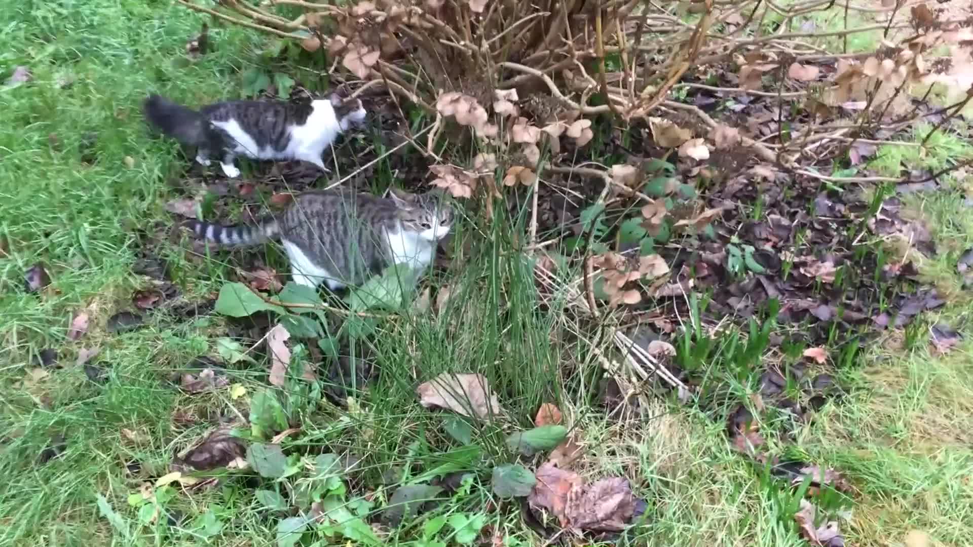 Mixed Breed cats for sale: Mother & Daughter Duo Seeking a New Forever Home - Video 1