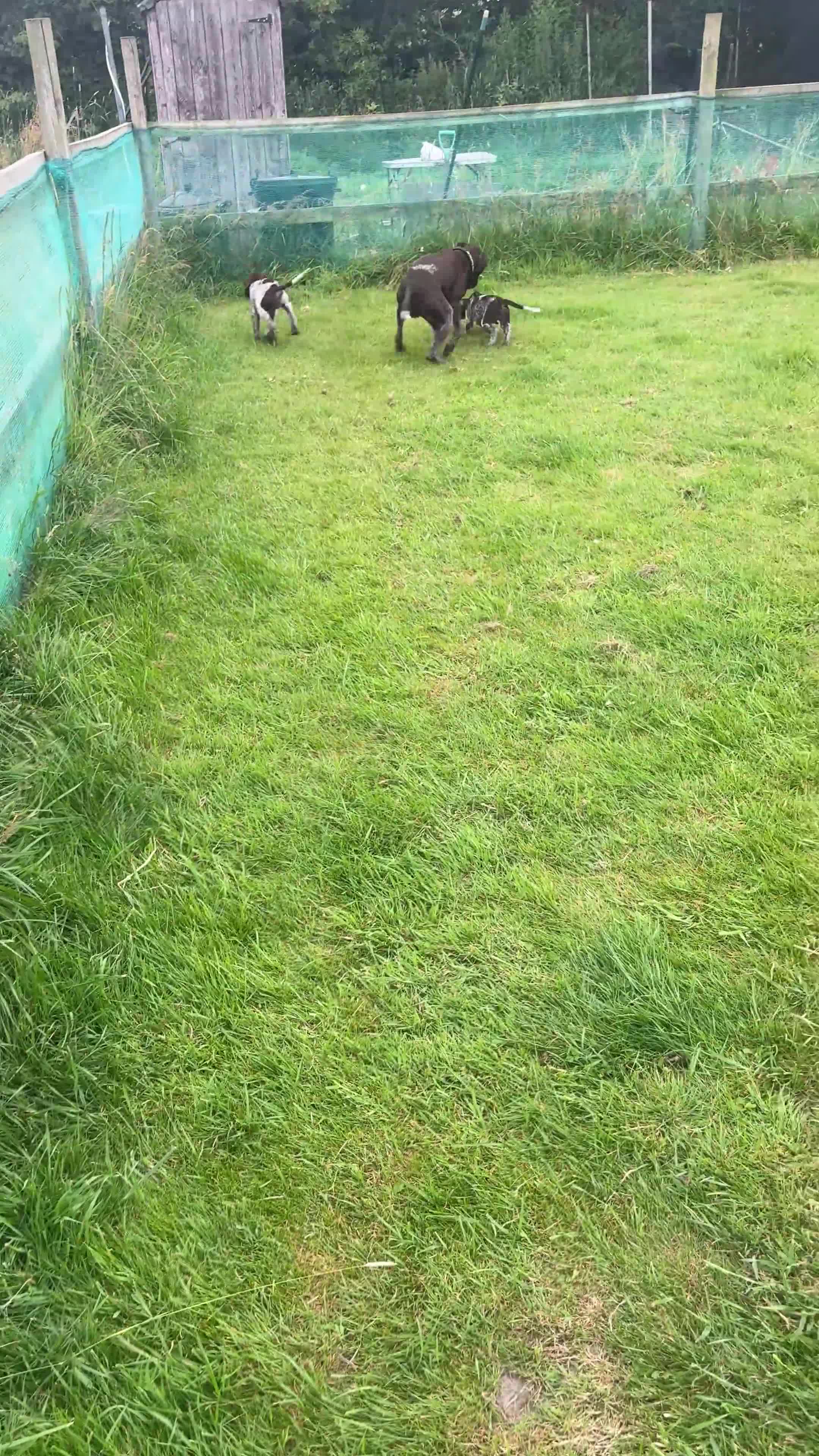 German Shorthaired Pointer dogs for sale: German shorthaired pointer ready to go  - Video 1