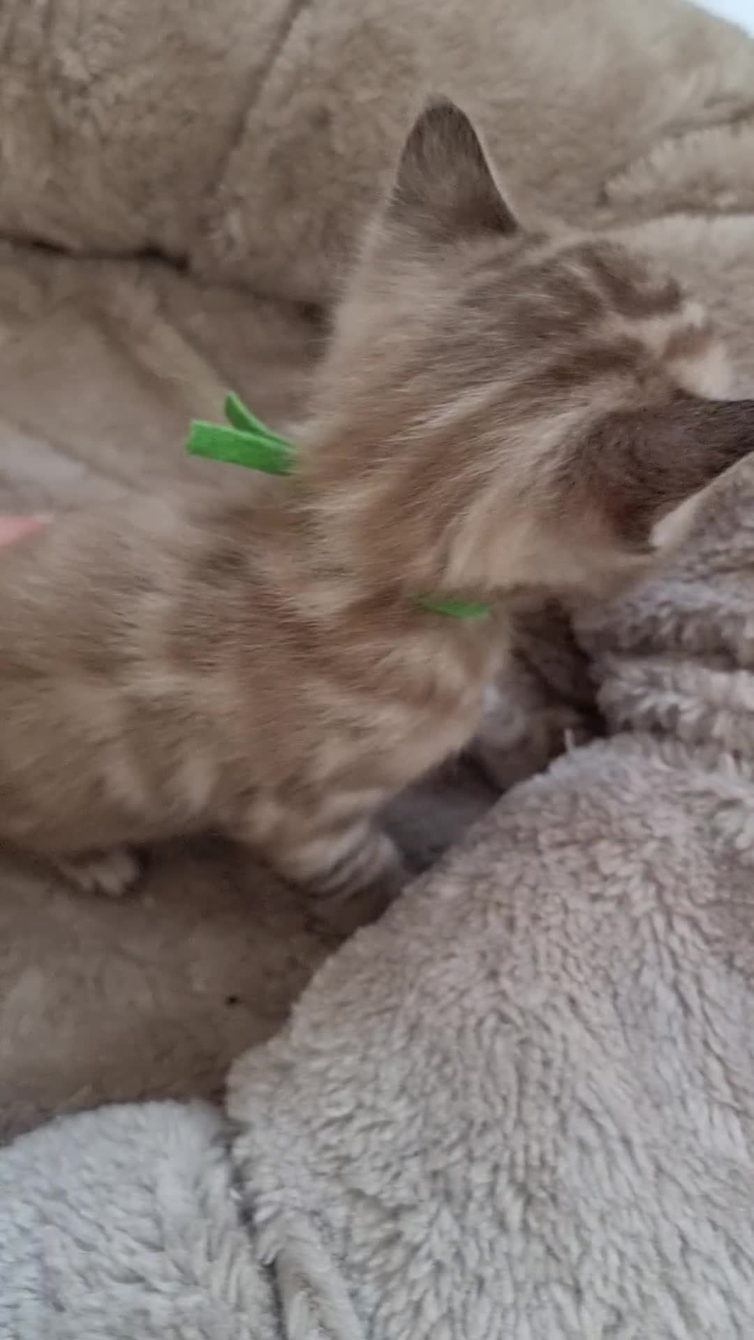 Bengal cats for sale: TICA Registered Bengal Kittens–Ready End Nov 25 - Video 2