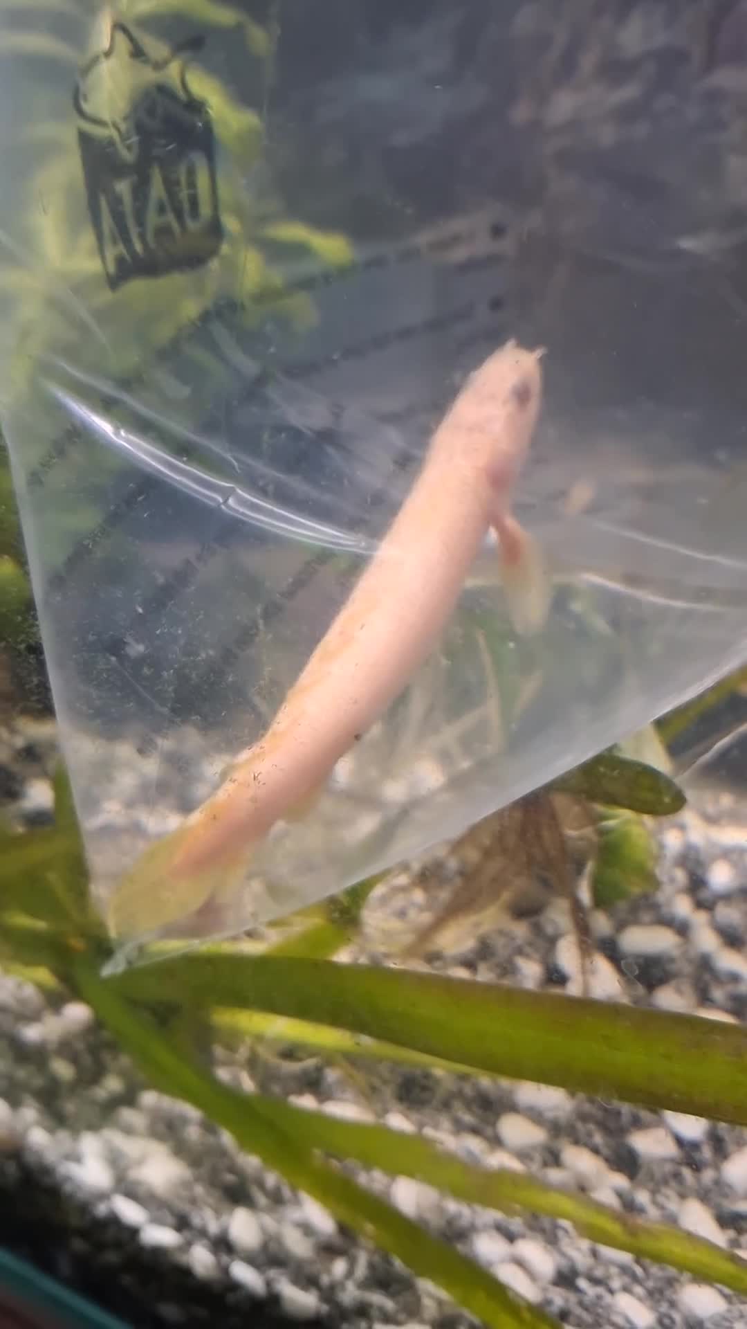 Other/Mixed Breed fish for sale: Senegal Bichir - Video 1