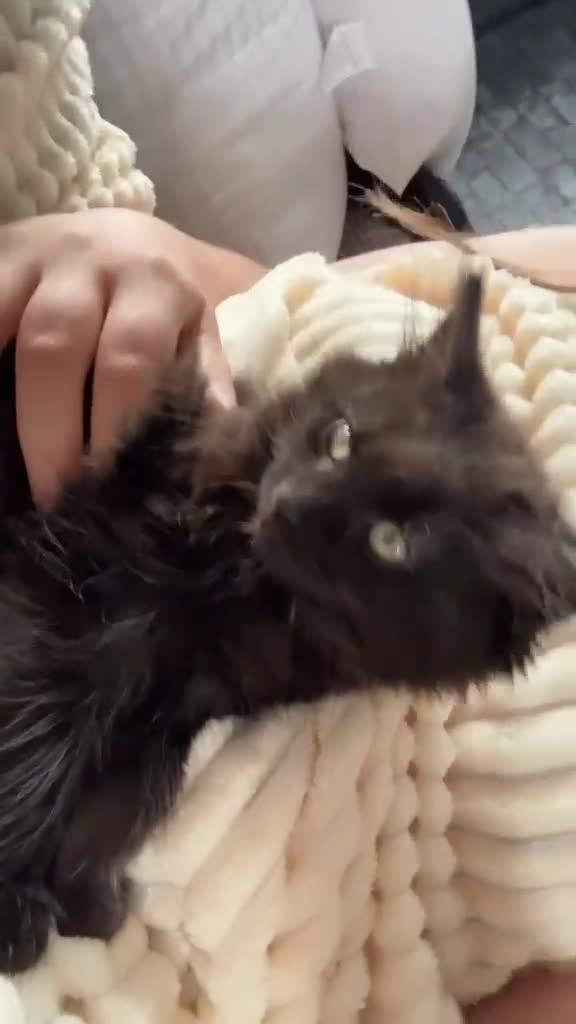Mixed Breed cats for sale: Beautiful Kitten - Video 1