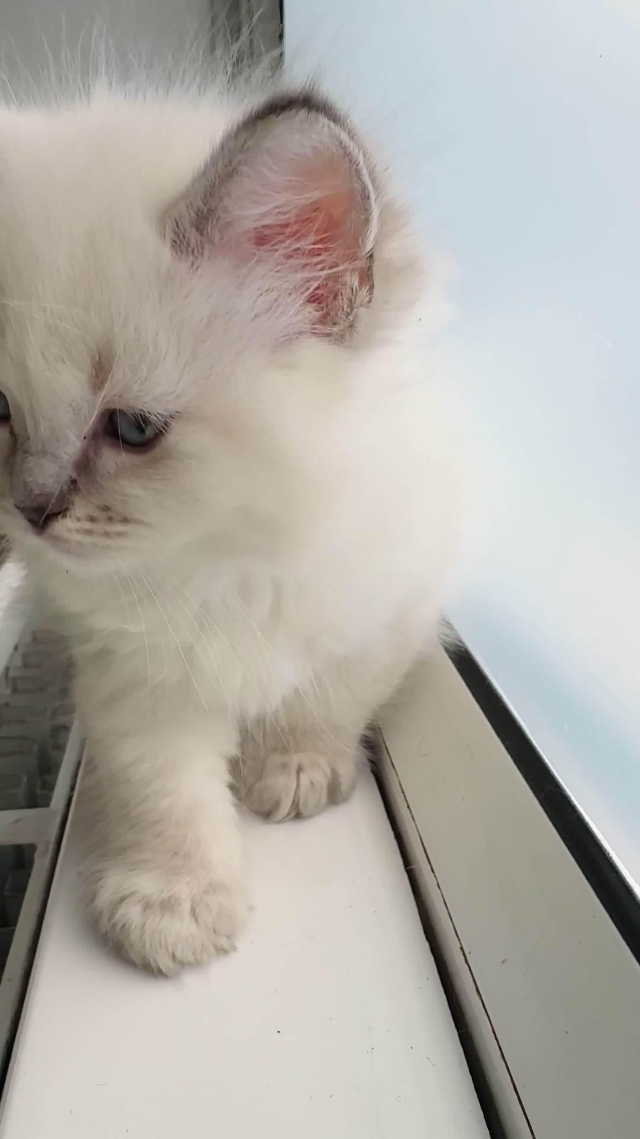 Ragdoll cats for sale: 2 Beautiful Ragdoll Girl Kittens - Video 2