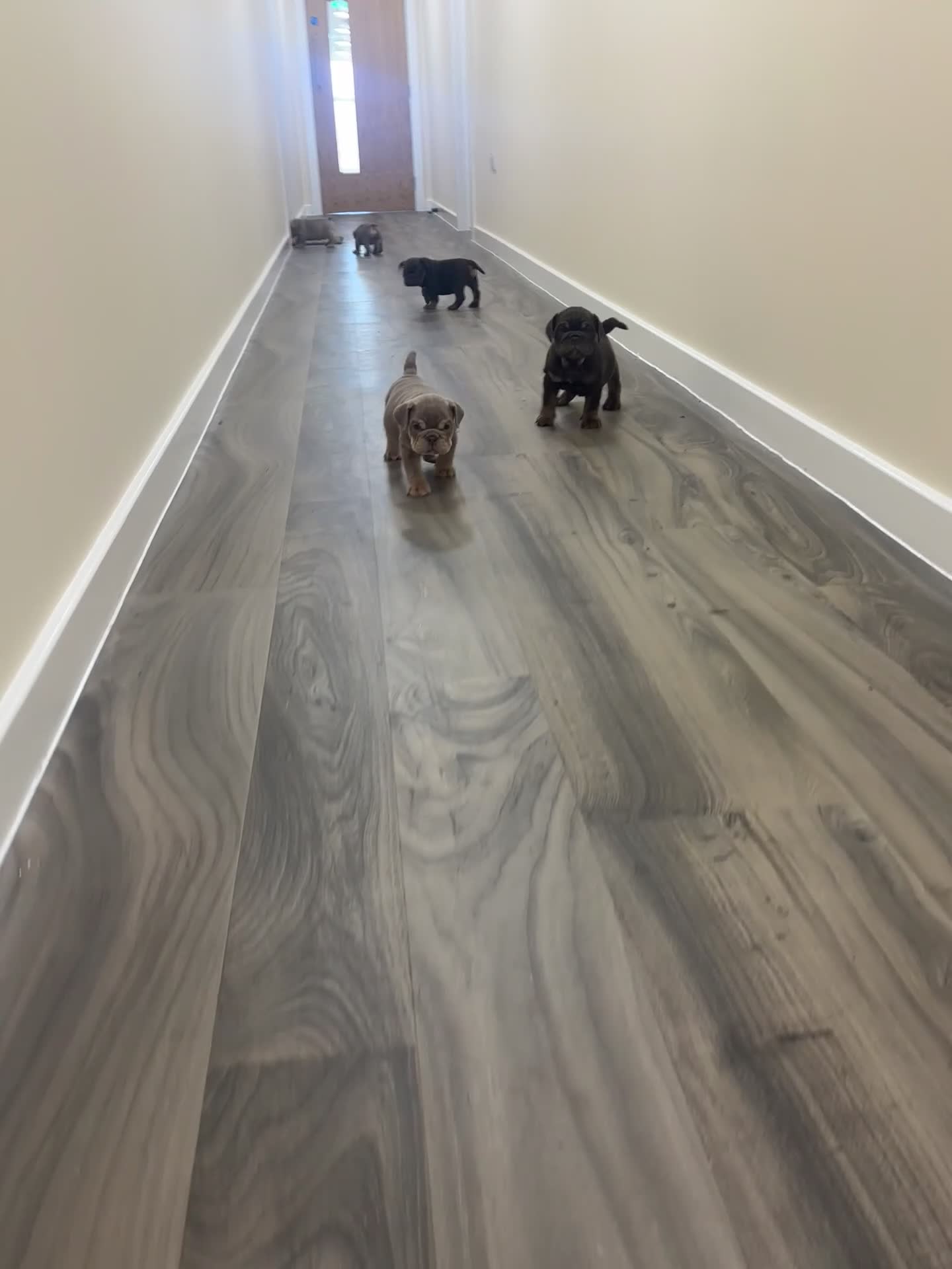 English Bulldog dogs for sale: KC registered English bulldog  - Video 1