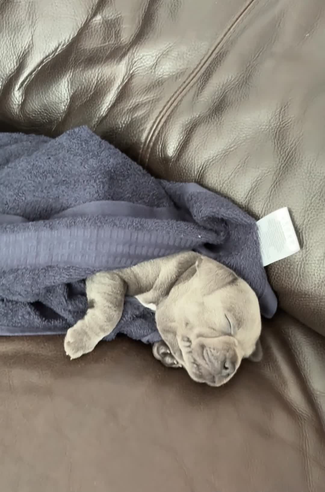 Staffordshire Bull Terrier dogs for sale: ‼️ Fully Vaccinated Males Available - Video 3