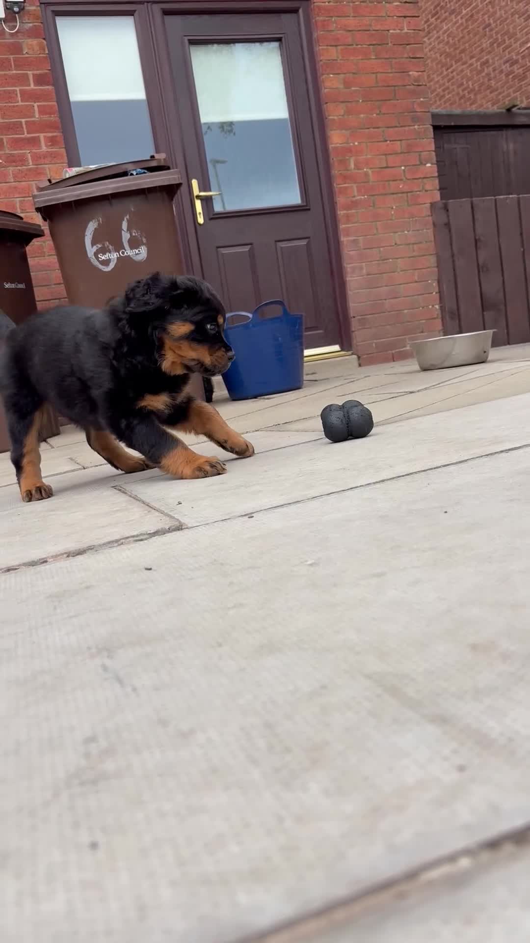 Rottweiler dogs for sale: World champion bloodlines 1 girl available  - Video 1