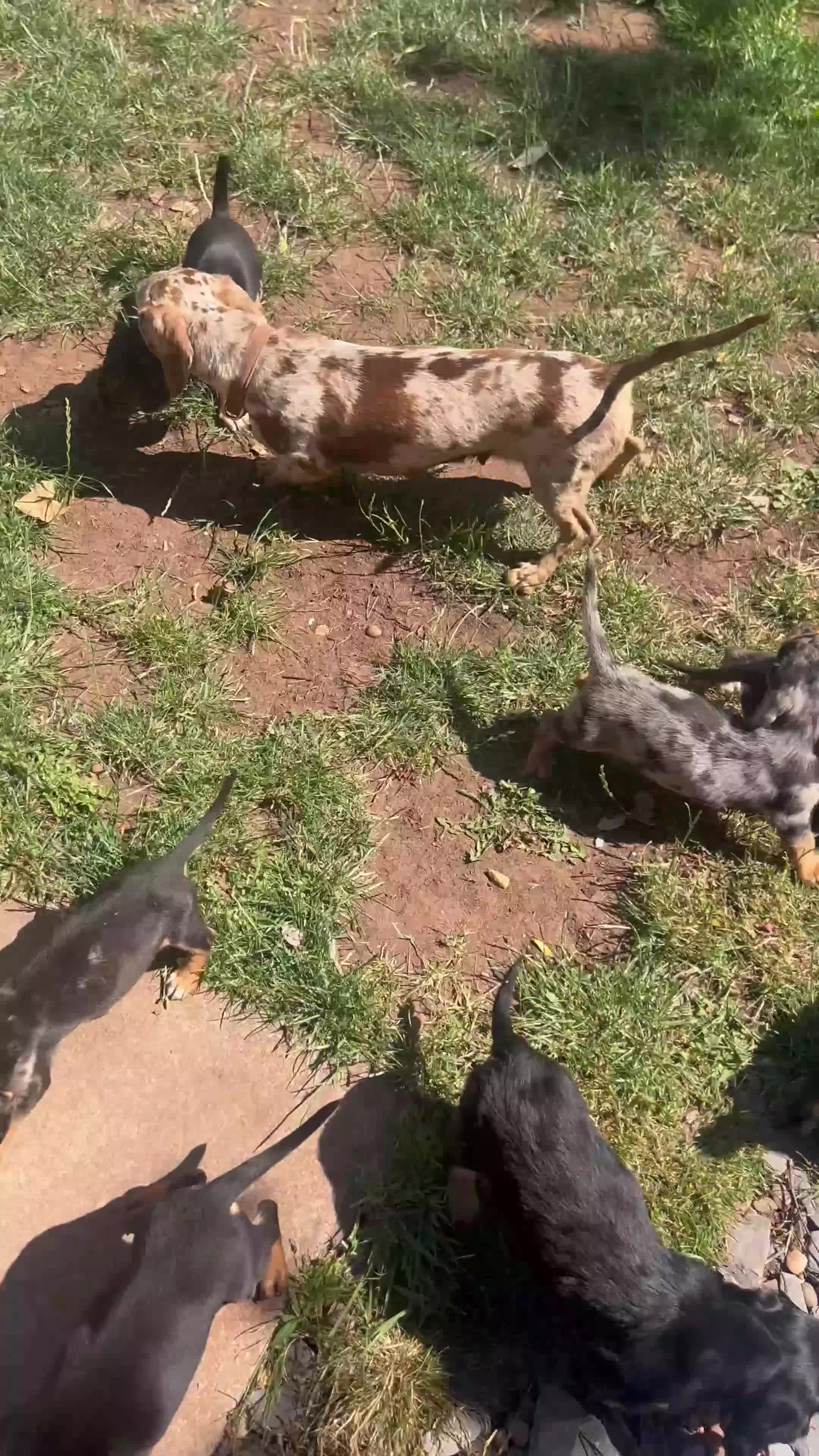 Miniature Dachshund dogs for sale: ****mini dachshunds *** in Nottingham - Video 1