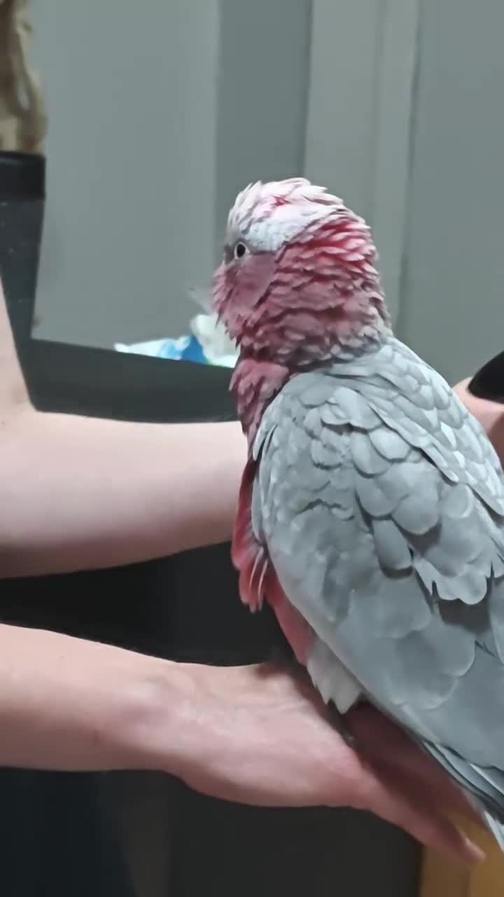 Cockatoo birds for sale: Galah cockatoo  in Warrington - Video 1