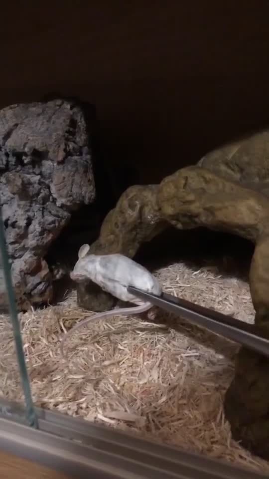 Python Snake reptiles for sale: Royal majave python  in Mountain Ash - Video 1