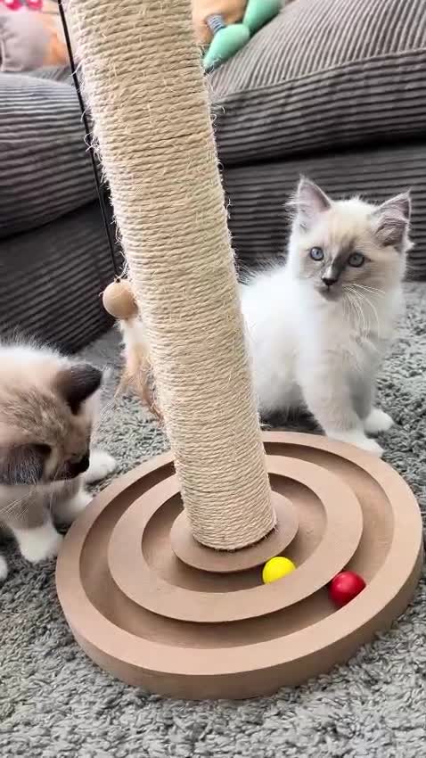 Ragdoll cats for sale: READY to go: 2 Purebred Ragdoll Kittens  - Video 5