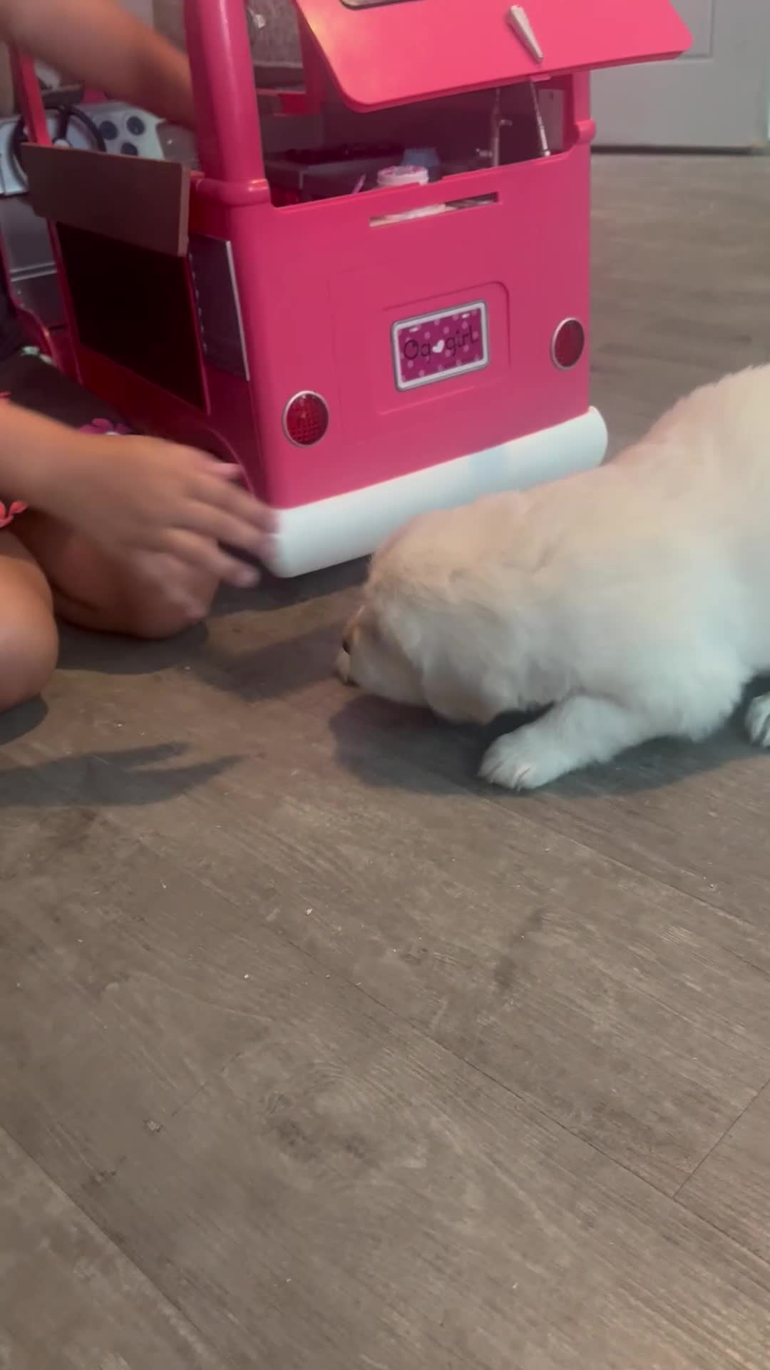 Golden Retriever dogs for sale: 9 exceptional Golden retriever  - Video 2