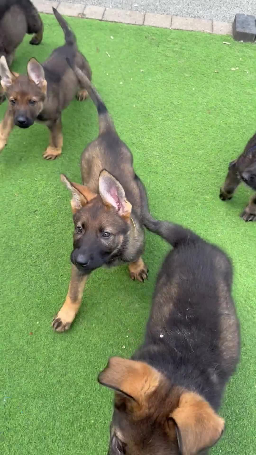 German Shepherd dogs for sale: Exceptional KC Reg Czech Working Line GSD Puppies - Video 1