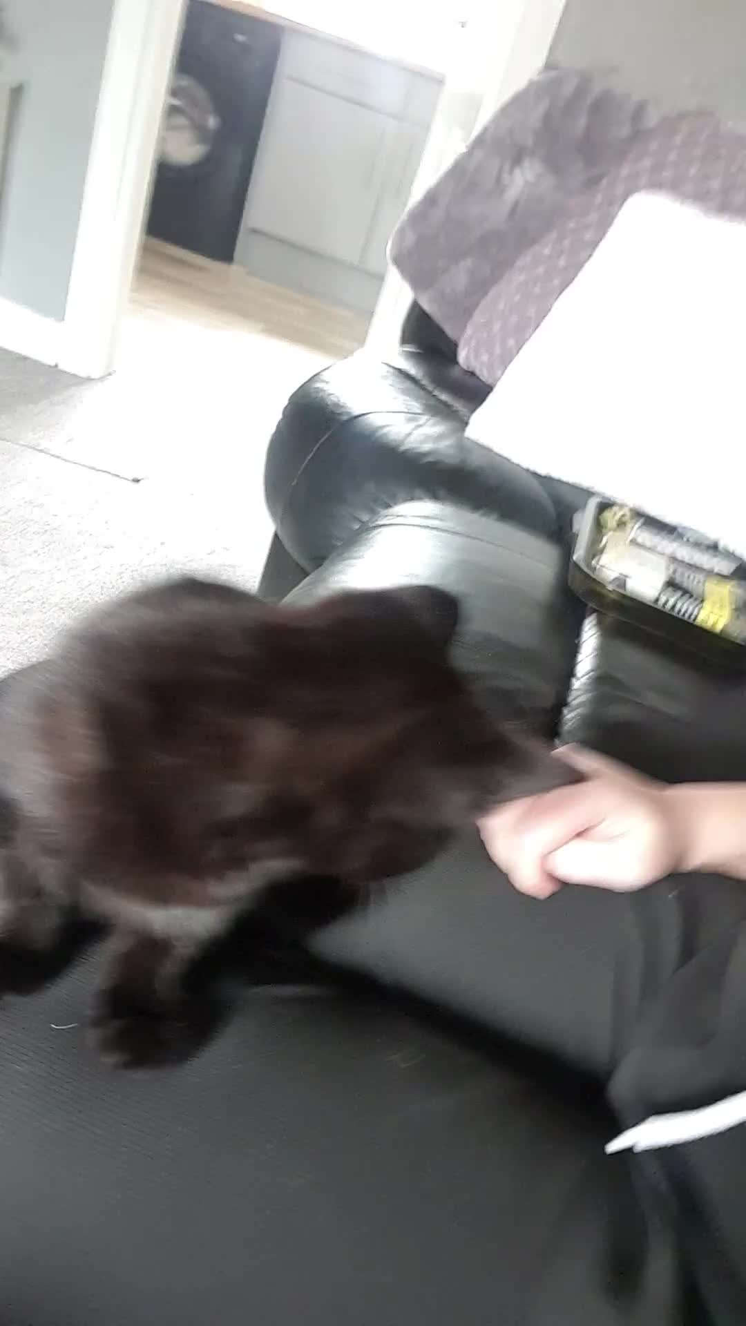 British Shorthair cats for sale: Male kitten 9 weeks  in Sheffield - Video 2
