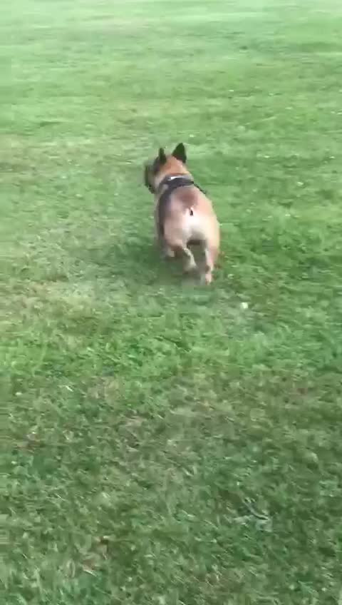 French Bulldog dogs for stud: Mani standard red silver fbce RFG 1  in Edinburgh - Video 2