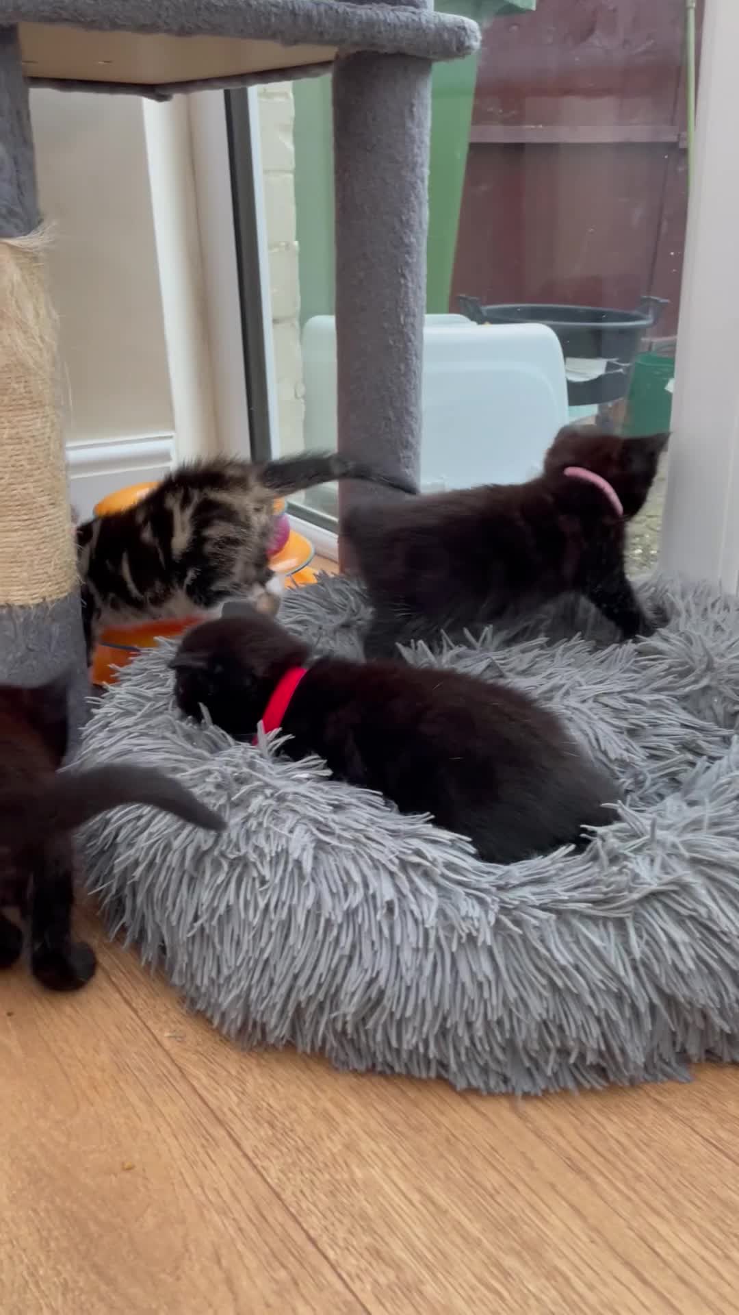 Mixed Breed cats for sale: Beautiful Kittens Looking For a New Home - Video 1