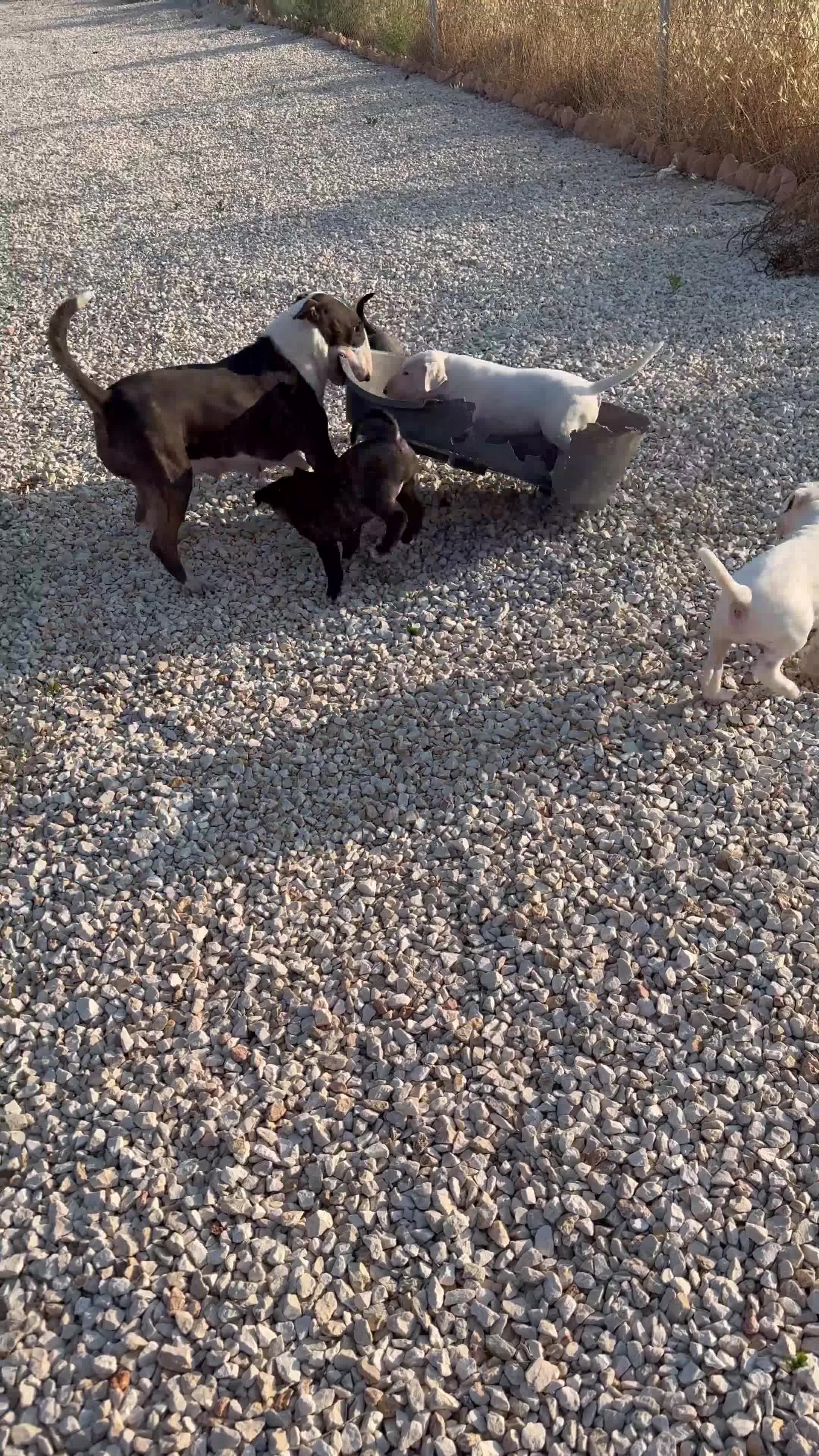 English Bull Terrier dogs for sale: Bull terrier puppies sired by uk champion  - Video 1