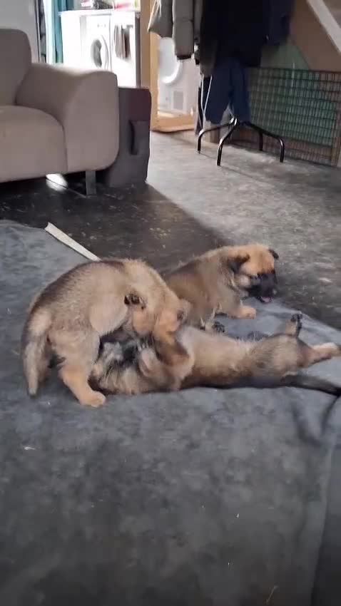 Mixed Breed dogs for sale: Mali X in Chelmsford - Video 1