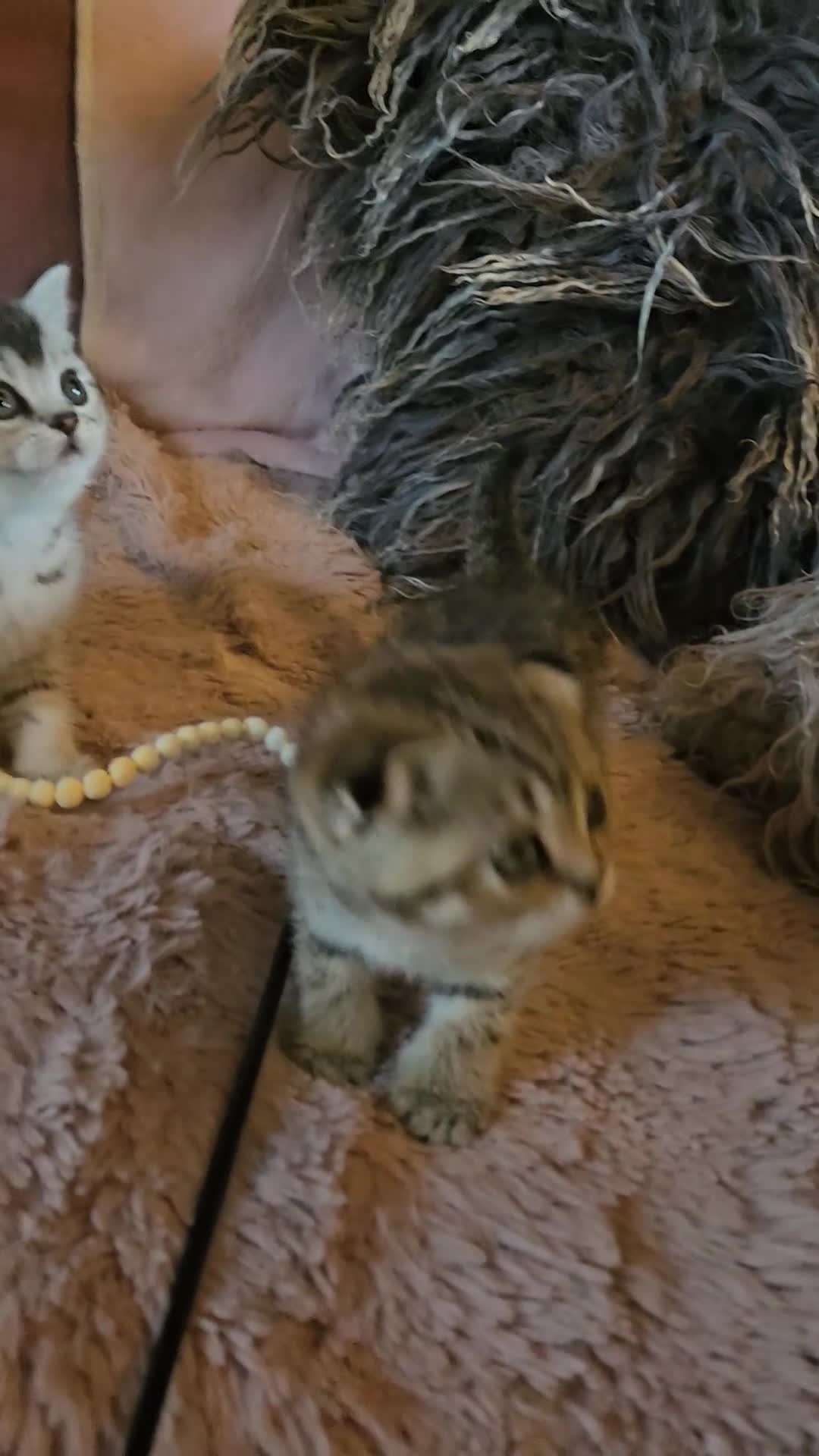British Shorthair cats for sale: BRITISH SHORTHAIR X SCOTTISH FOLD - Video 2