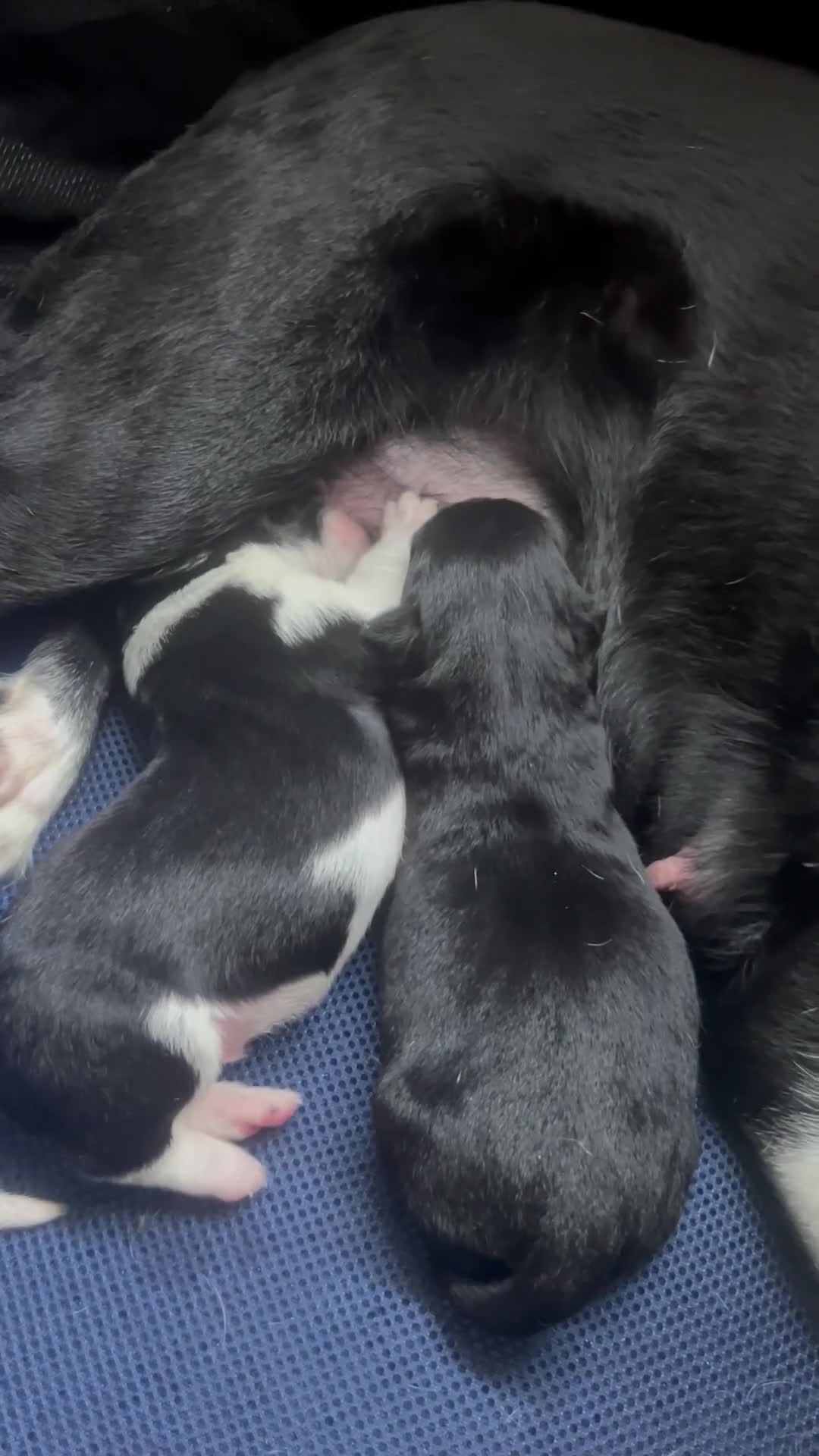 Border Collie dogs for sale: Beautiful Border Collie Puppies – 8 weeks old! - Video 2