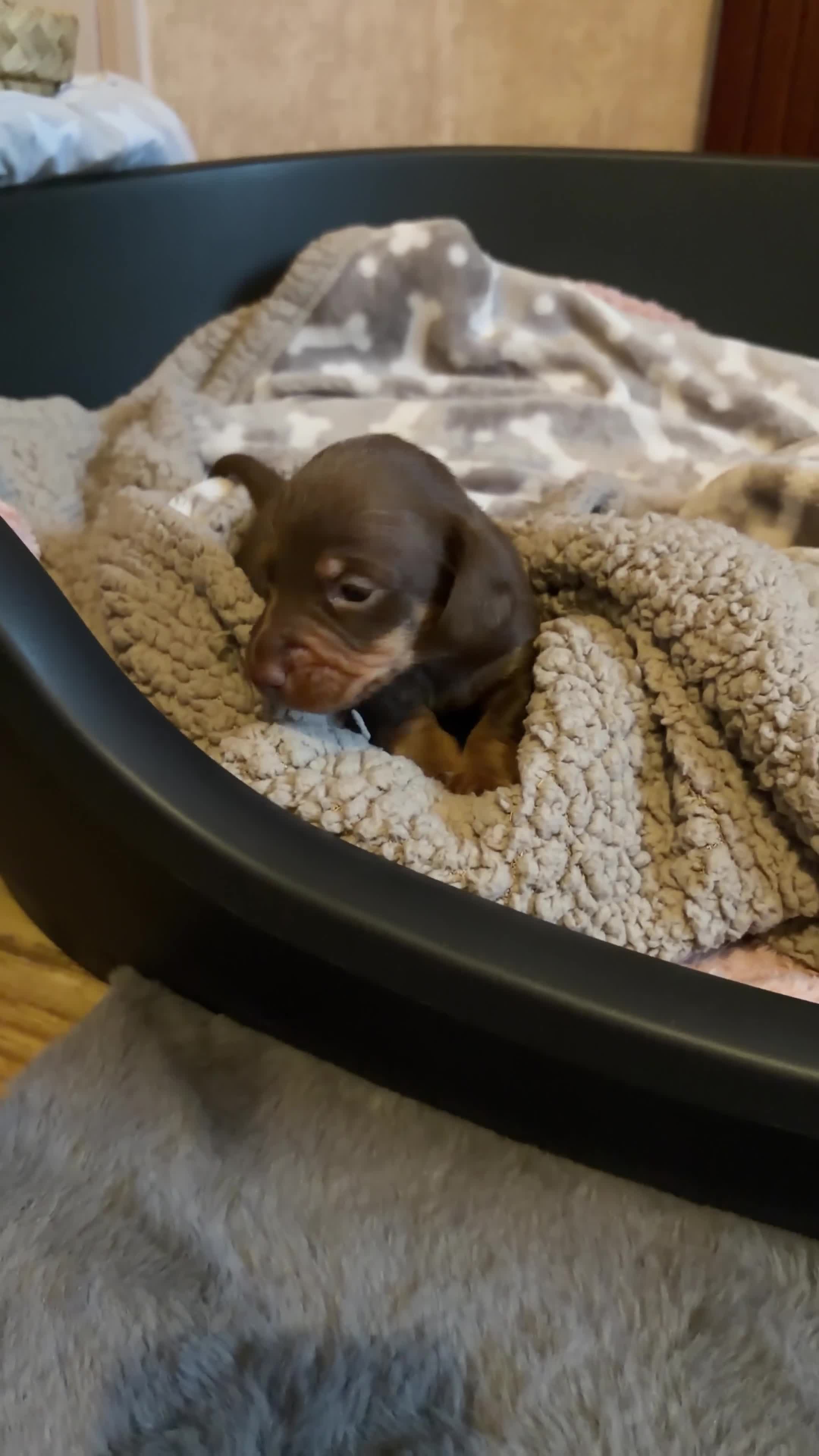 Miniature Dachshund dogs for sale: Miniature boy dachund  - Video 1