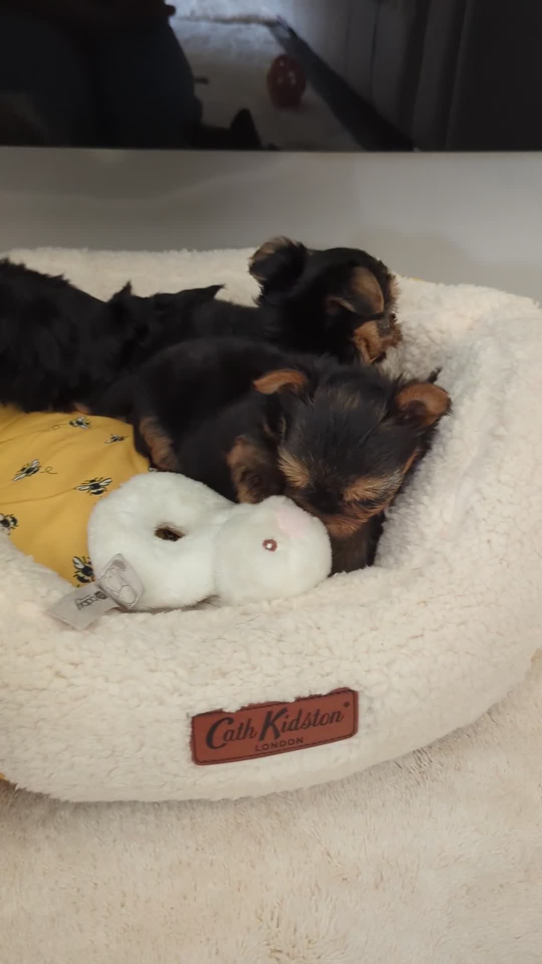Yorkshire Terrier dogs for sale: Wonderful Yorkshire terrier puppies  - Video 2