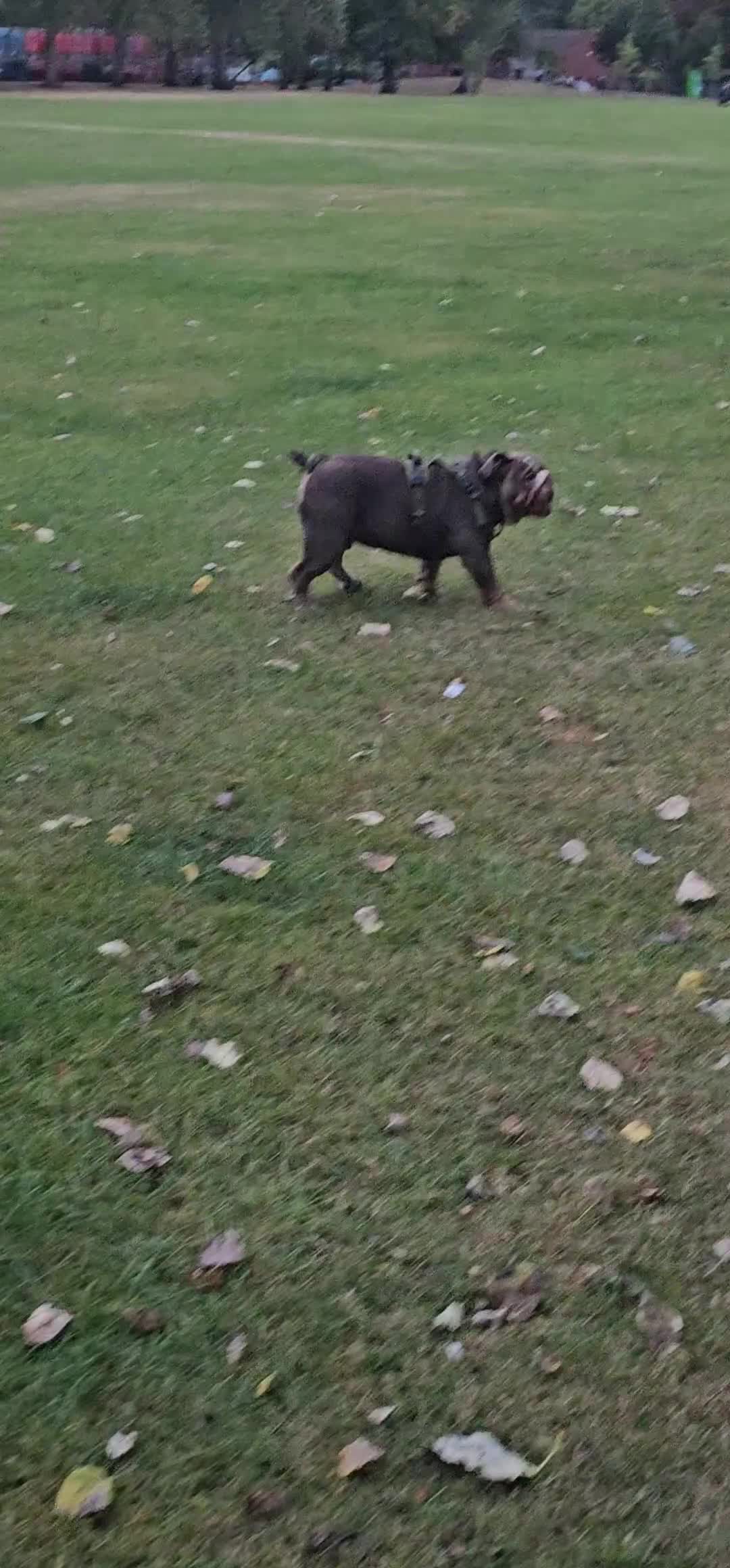 English Bulldog dogs for sale: Final Female English Bulldog available - Video 2