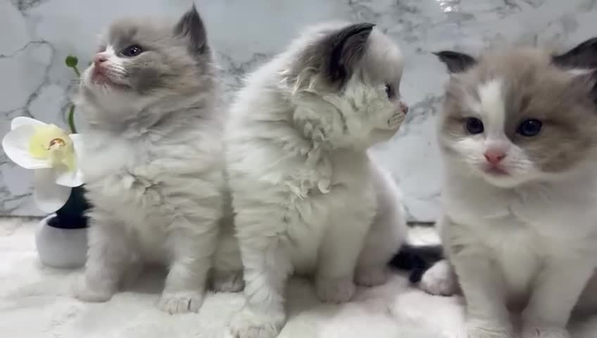 Ragdoll cats for sale:  Tica registered full pedigree ragdolls - Video 3