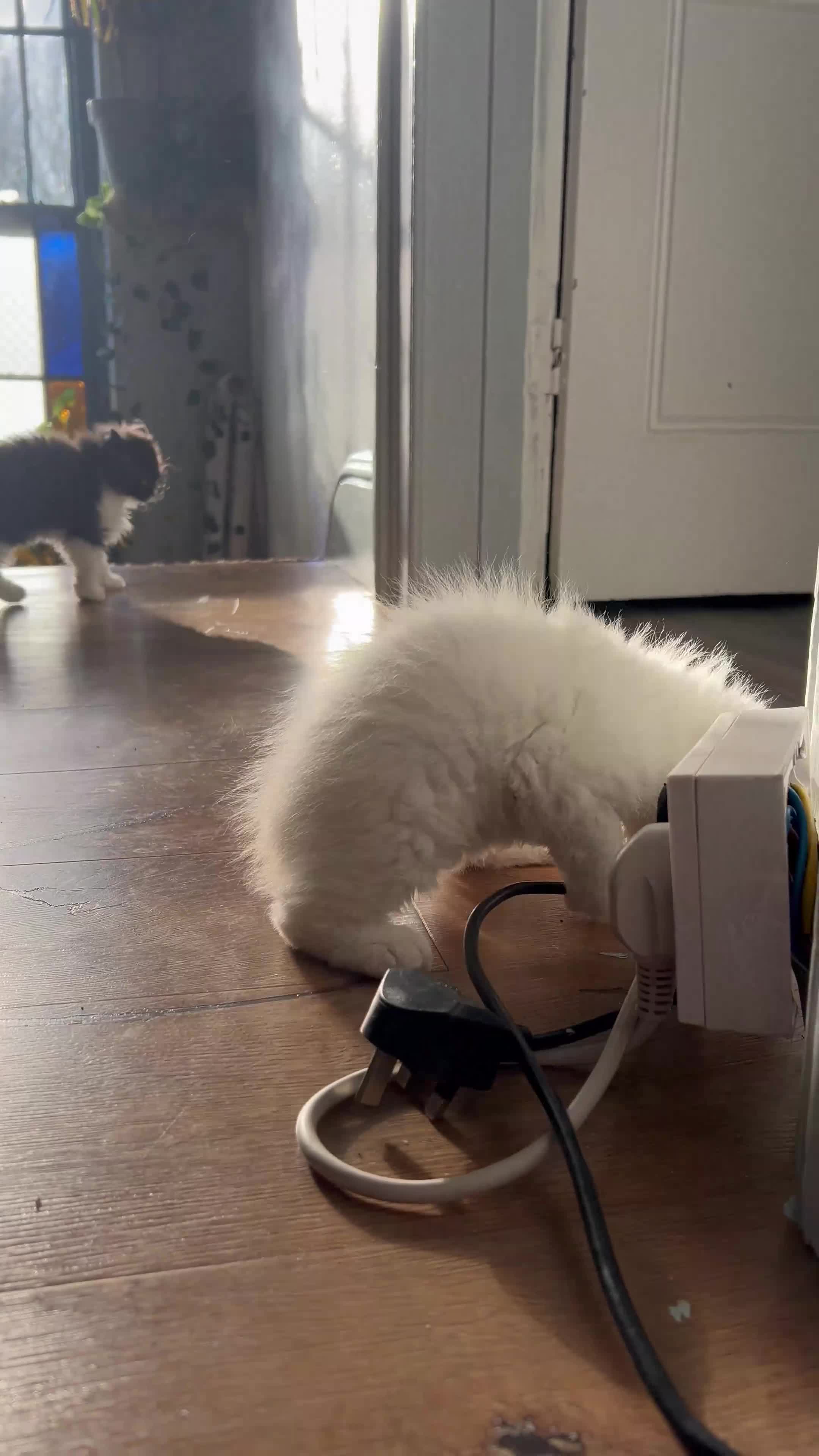 Selkirk Rex cats for sale: Stunning Selkirk rex kittens - Video 3