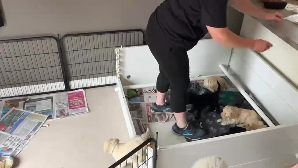 Labradoodle dogs for sale: Multi generation Standard labradoodles  - Video 4