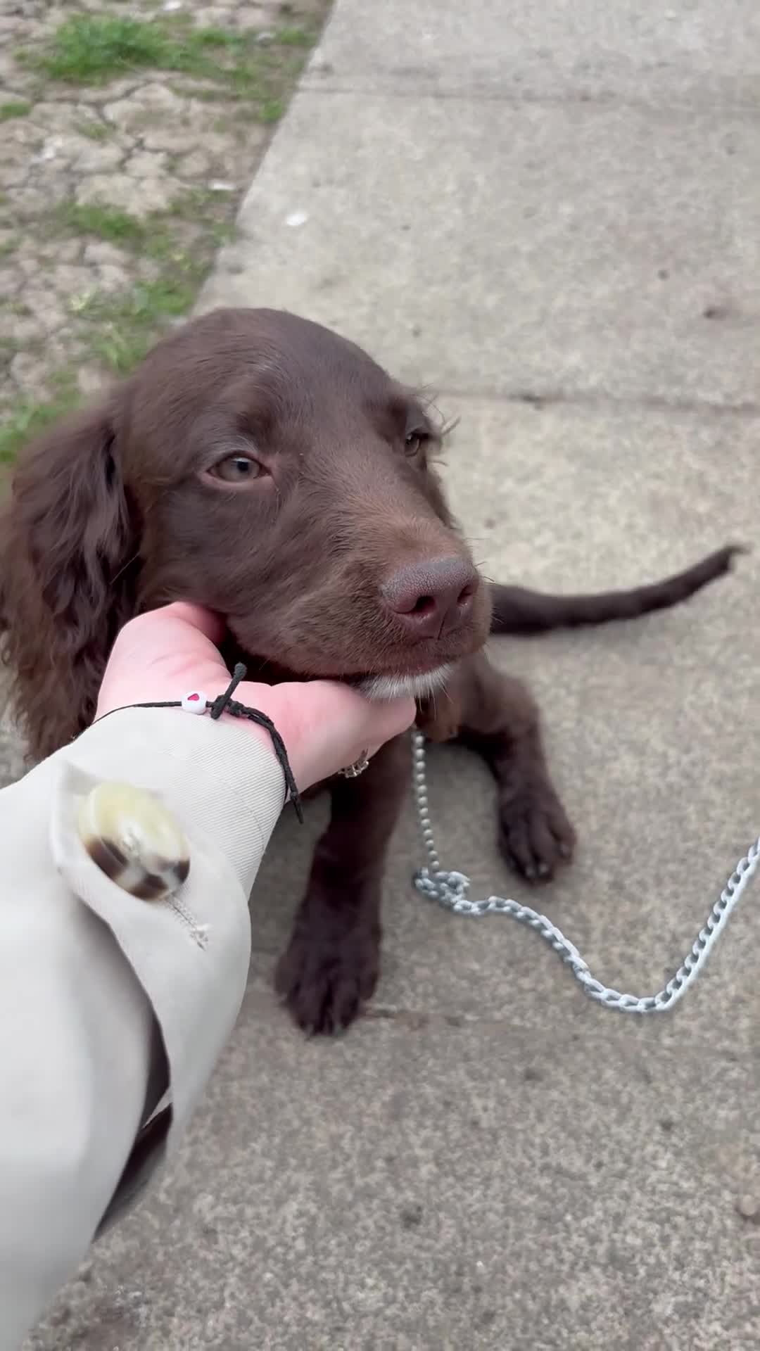 Springador dogs for sale: 15 Week Old Springador Pup  - Video 1