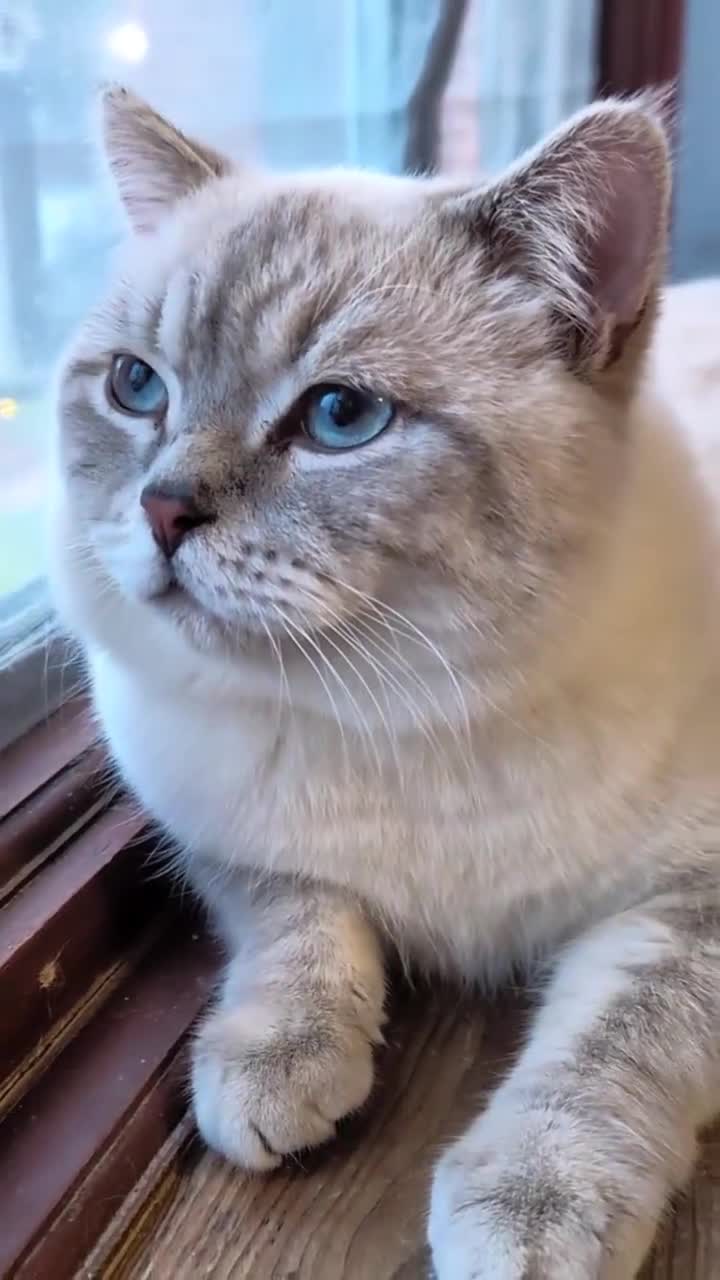British Shorthair cats for stud: 🌊Proven STUD 🟦BSH Colourpoint King TICA/GCCF   - Video 2