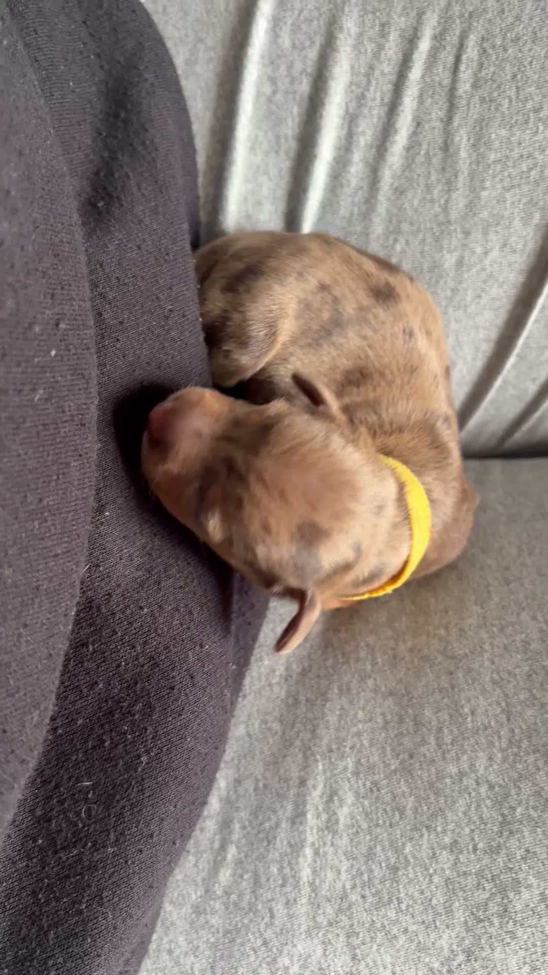 Dachshund dogs for sale: Mini dachshunds  - Video 1
