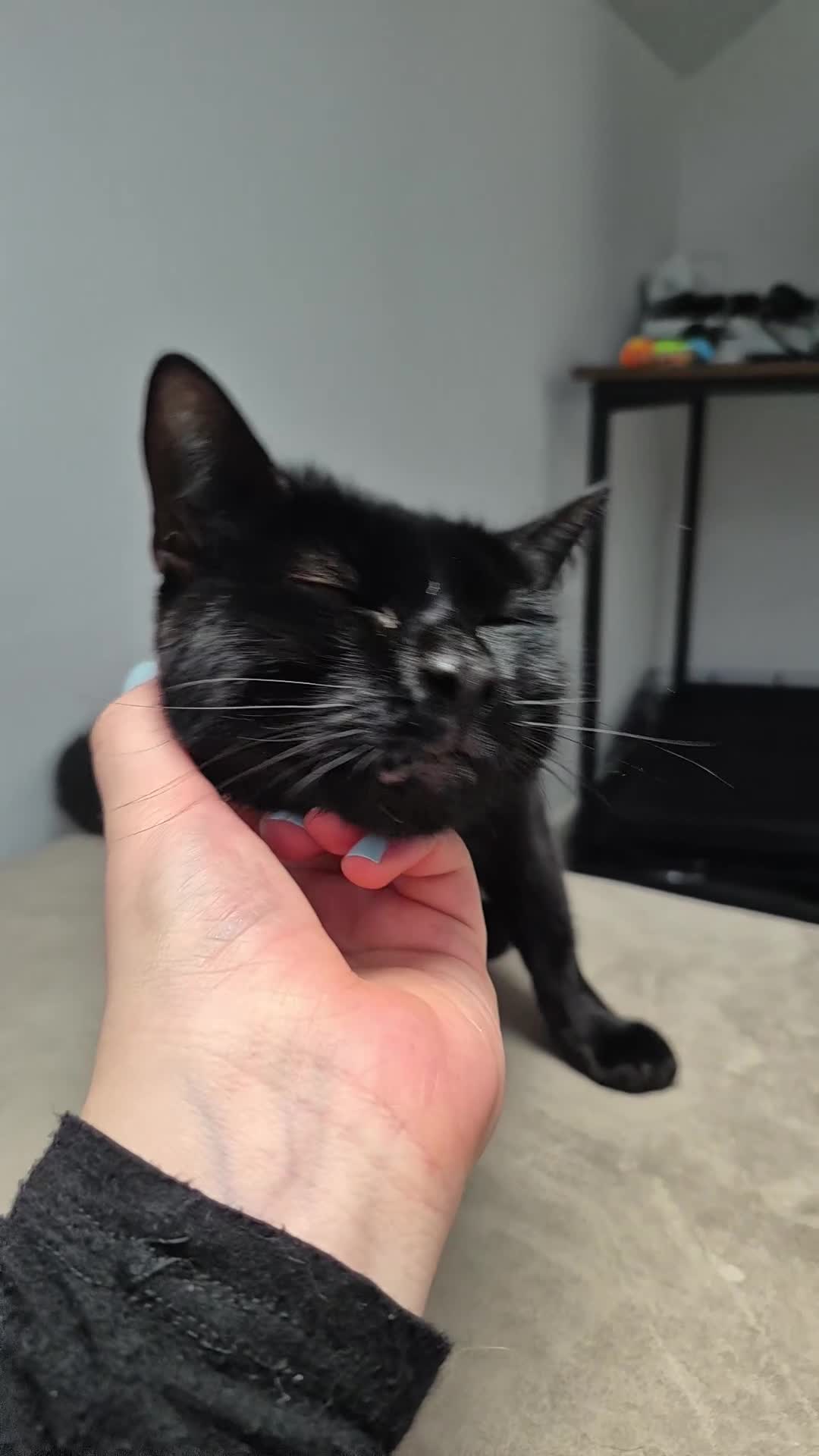 Domestic Shorthair cats for sale: Beautiful female cat £20 - Video 1