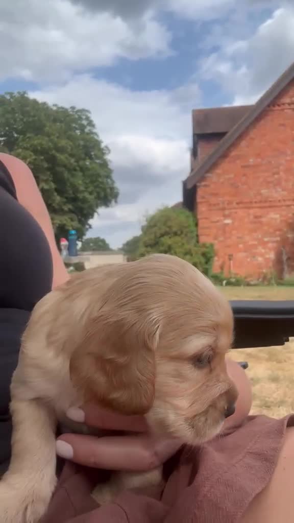 Cocker Spaniel dogs for sale: cocker spaniel - Video 1