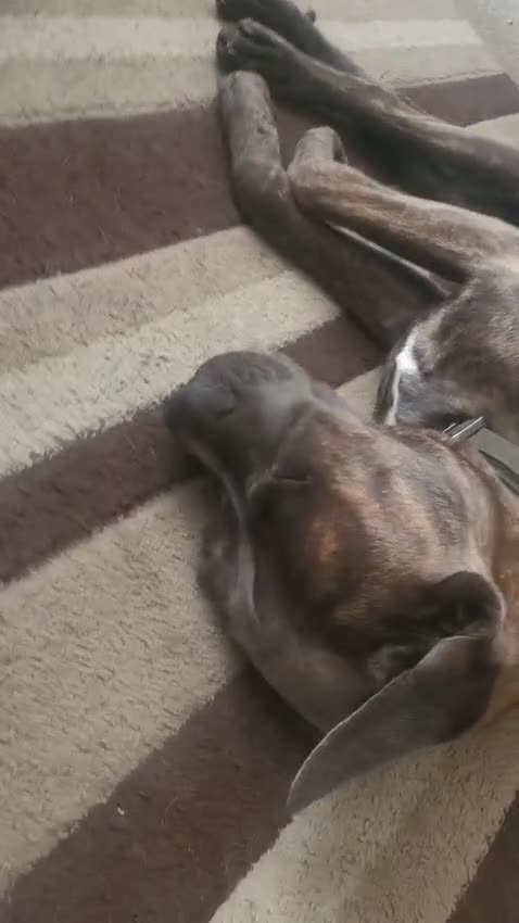 Cane Corso dogs for sale: Bailey  - Video 1