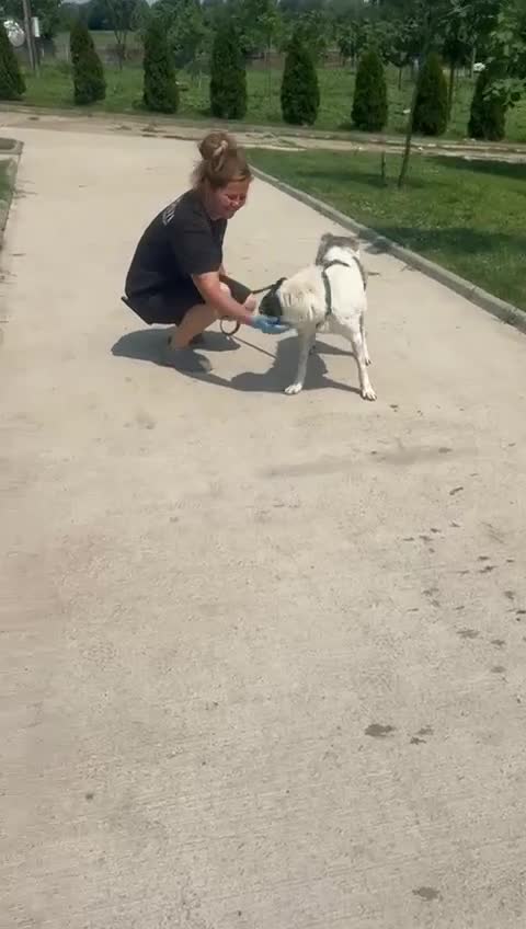 Mixed Breed dogs for adoption: 🌟 Marley 💛 5 years in shelter, still hoping - Video 1