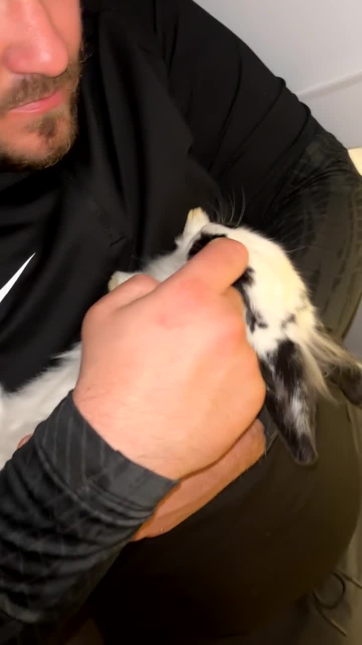 English Lop rabbits for sale: Two mini lop rabbits  - Video 2