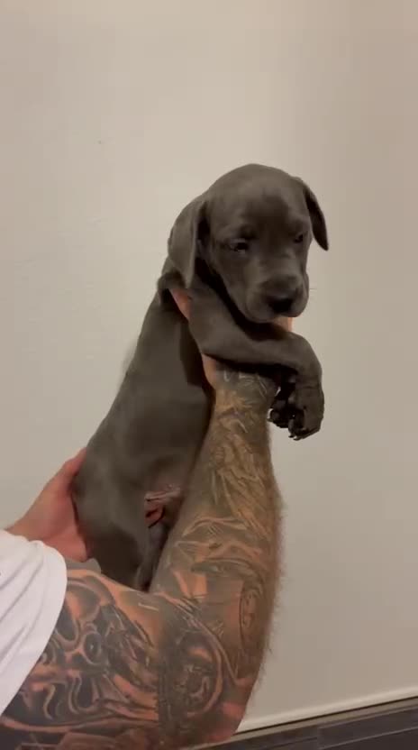Cane Corso dogs for sale: Cane Corso Puppies READY NOW!!! - Video 4
