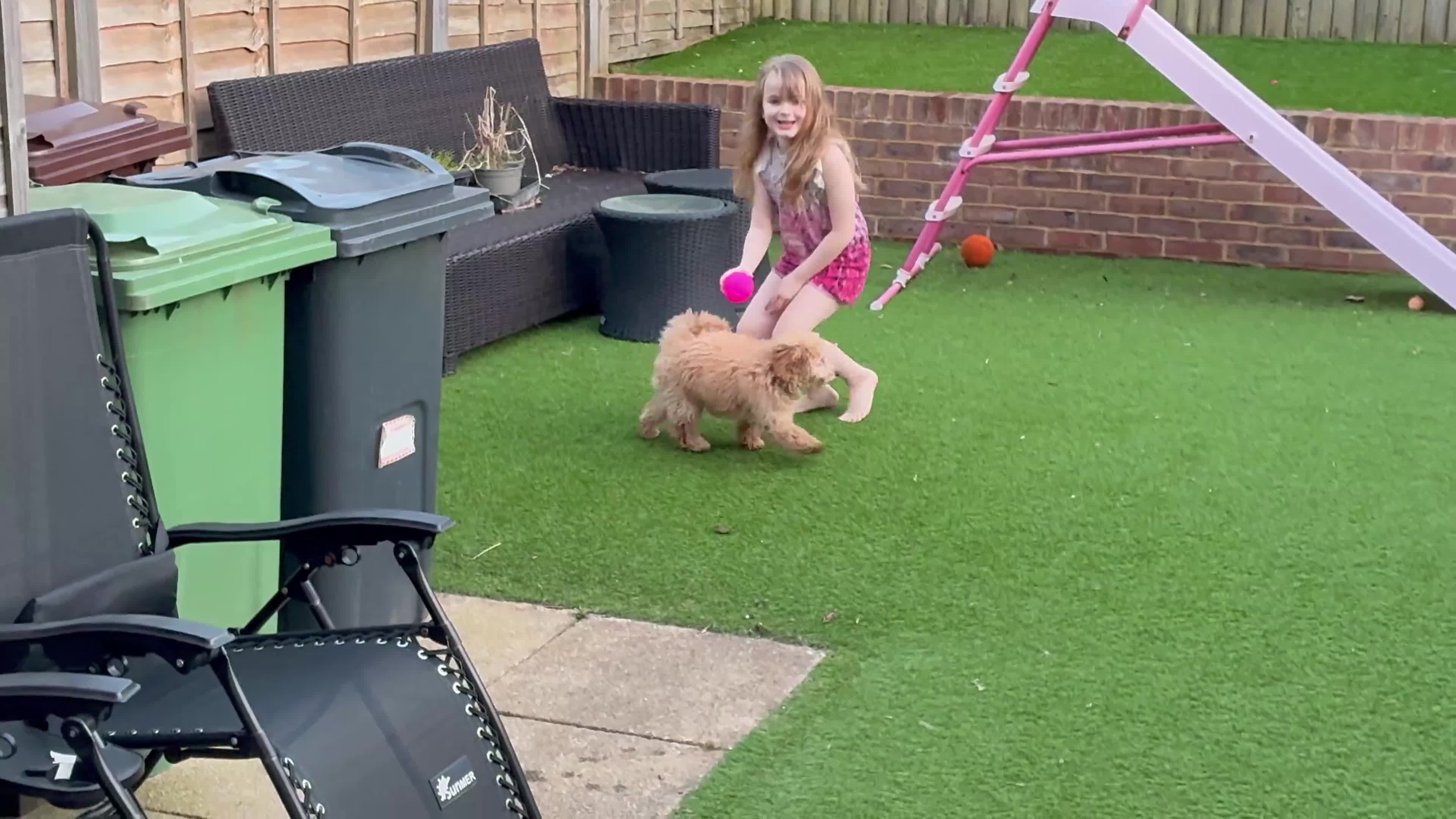 Mixed Breed dogs for sale: Adorable Toy Poodle Puppy - Loving home needed - Video 1