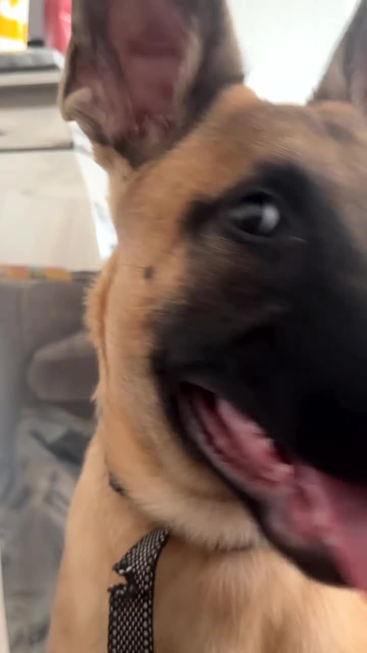 Belgian Shepherd Dog dogs for sale: VECNOR Free to a suitable home  - Video 2