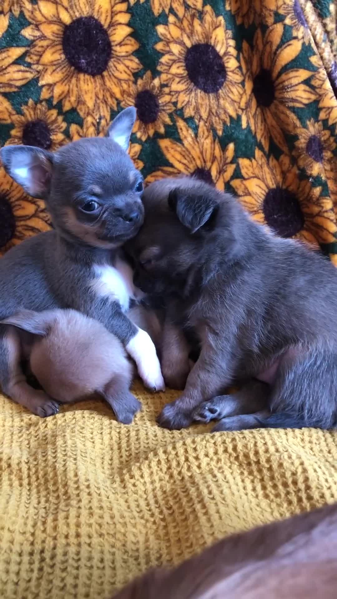 Chihuahua dogs for sale: Long haired and short haired chihuahua puppies - Video 1