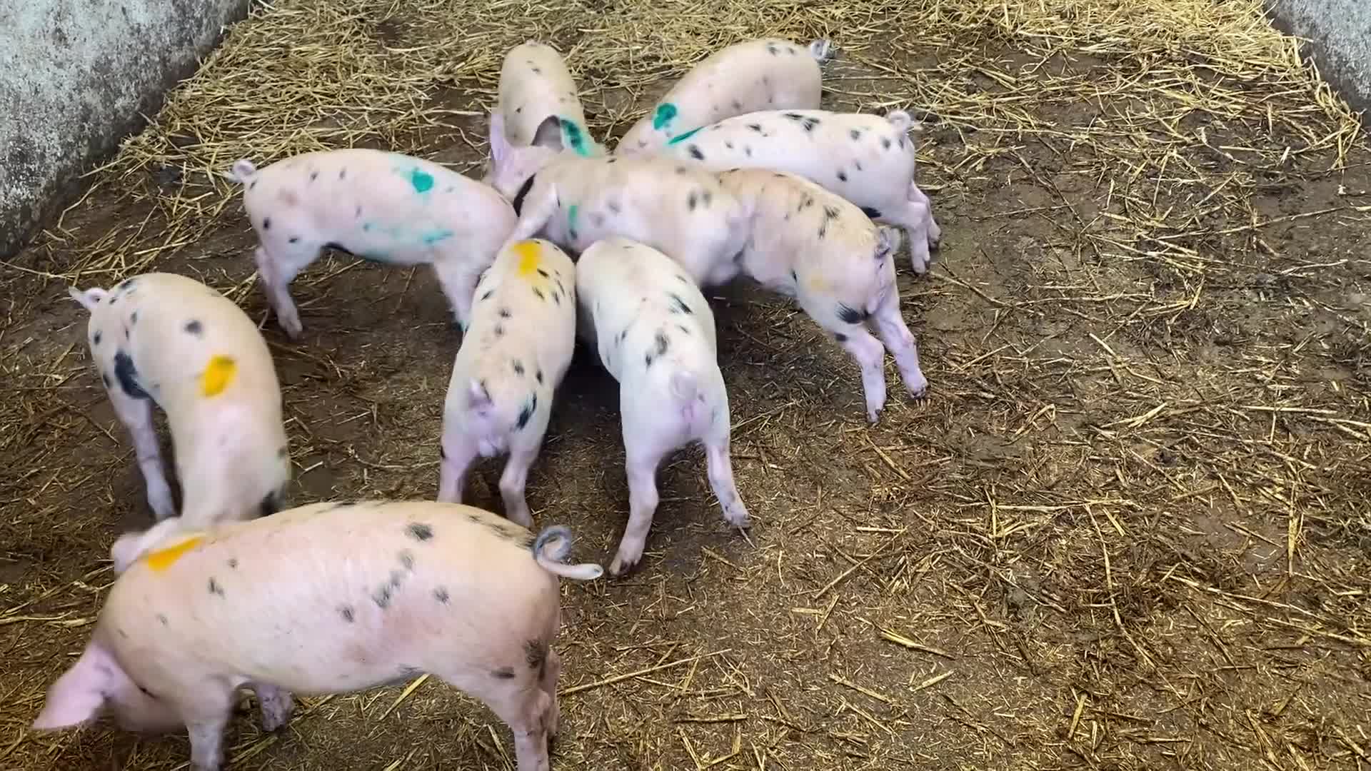 Pig livestock for sale:  Tamworth birth notified Weaners and Glos x Tamw  - Video 1