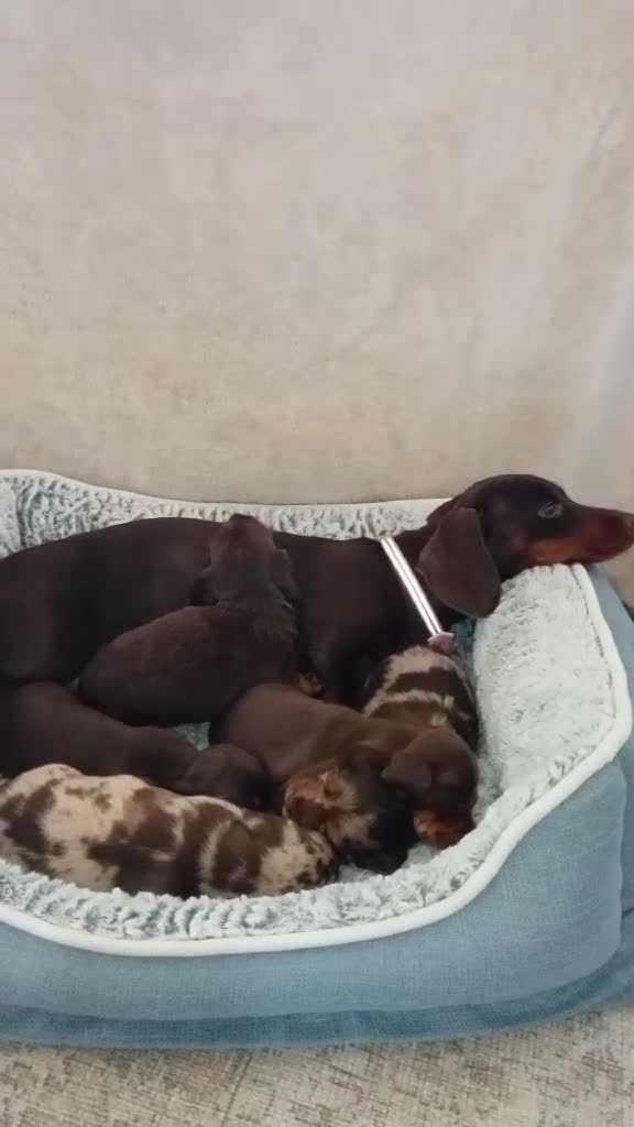 Miniature Dachshund dogs for sale: KC Championship line miniature dachshunds  - Video 1