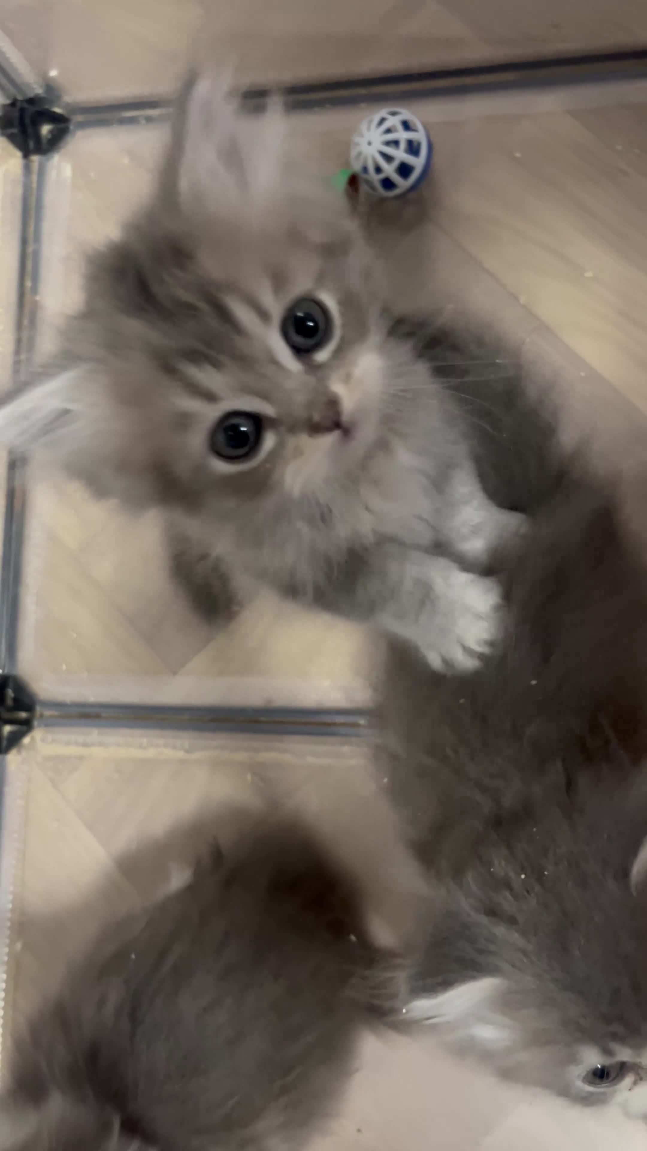 Persian cats for sale: Beautiful Persian kittens now ready to leave  - Video 1