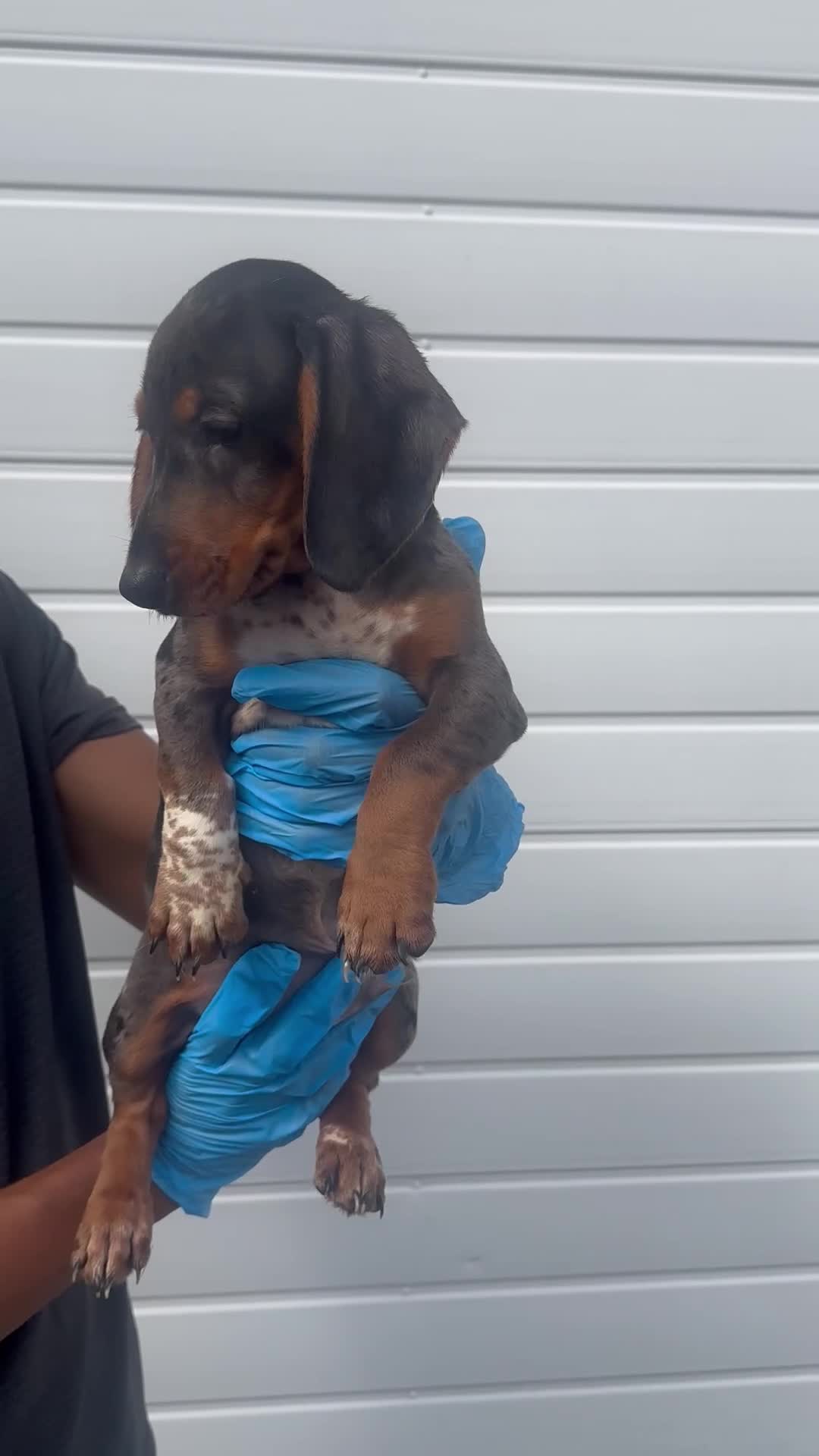 Miniature Dachshund dogs for sale: 2 male mini dachshund  - Video 2