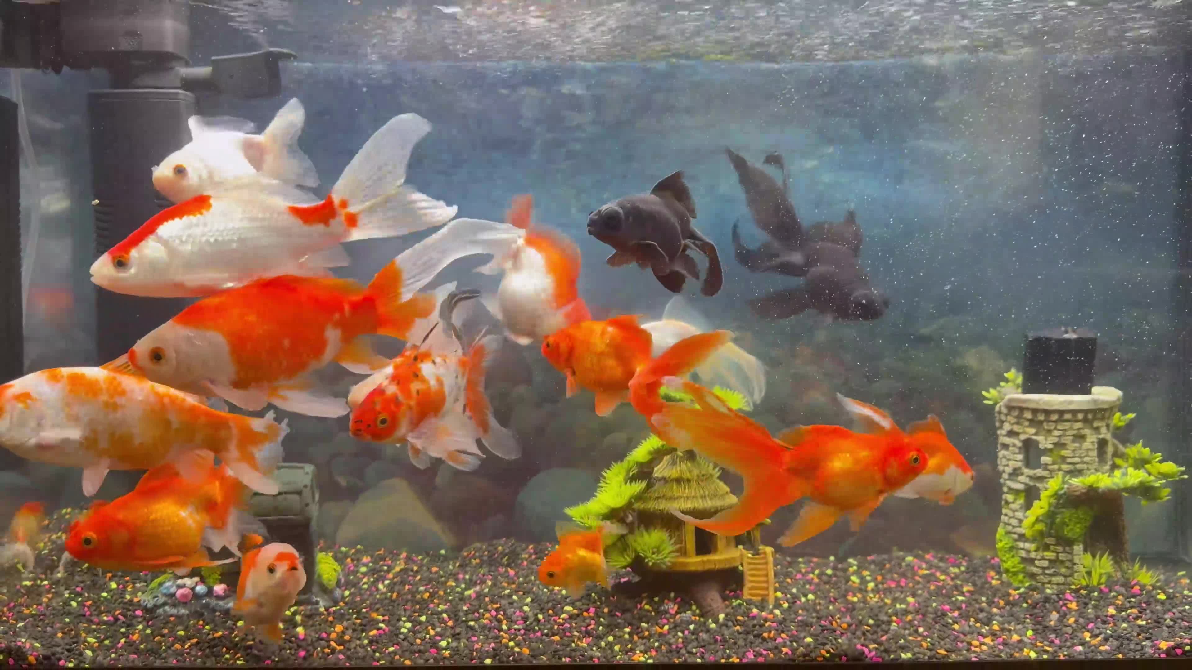 Goldfish fish for sale: Good quality gold fish & koi carp  in Leicester - Video 3